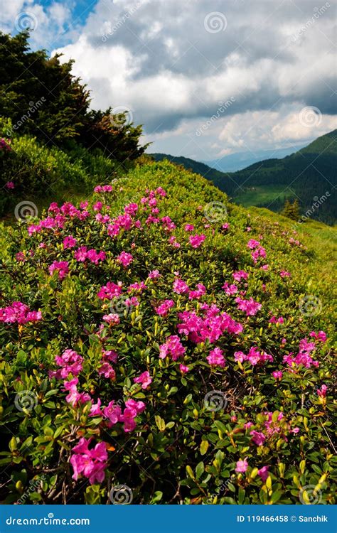 Flowering Pink Rhododendrons On Green Mountain Slopes Stock Photo