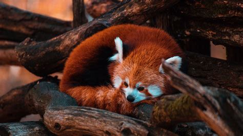 Download Wallpaper 2048x1152 Red Panda Panda Animal Tree Ultrawide