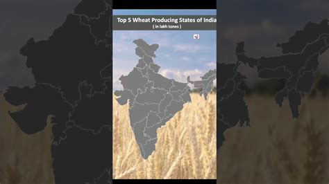 Top 5 Wheat Producing States Of India Wheat Farming Export India 🌾🌾