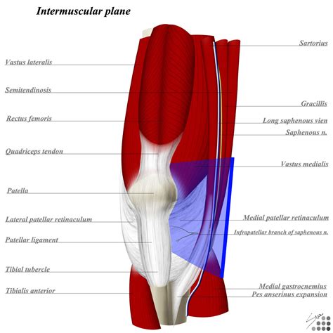 Knee Muscle Anatomy Mri Lower Extremity Mri Of Anatomical Atlas