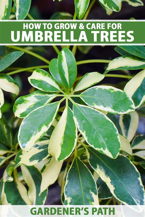 Easy Methods To Develop And Take Care Of Umbrella Timber Indoors Project Diy Hub