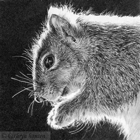 Ohhh Nuts By Kathryn Hansen Graphite Pencil ~ 5 X 5 Pencil Drawings