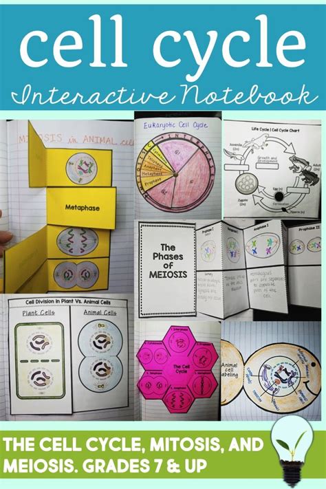 Mitosis And Meiosis Cell Division Interactive Notebook High School