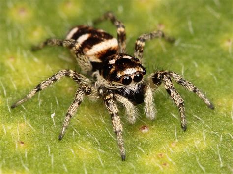 If you ever meet is, the golden. 10 Facts About Spiders That'll Make Your Skin Crawl