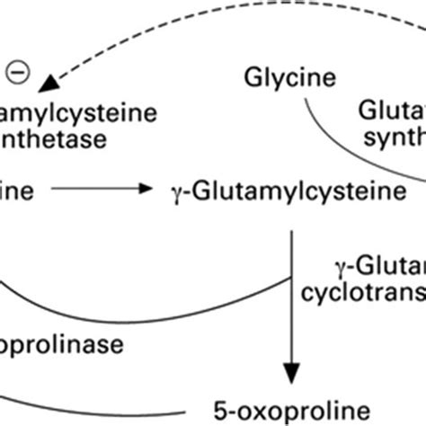 Gamma Glutamyl Cycle This Figure Shows The Various Compounds Enzymes