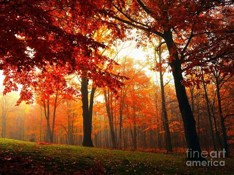 Red Maple Forest Photograph By Terri Gostola