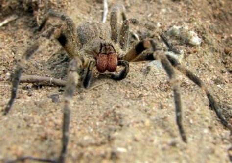 The Worlds Most Deadly Poisonous And Venomous Spiders List Hubpages