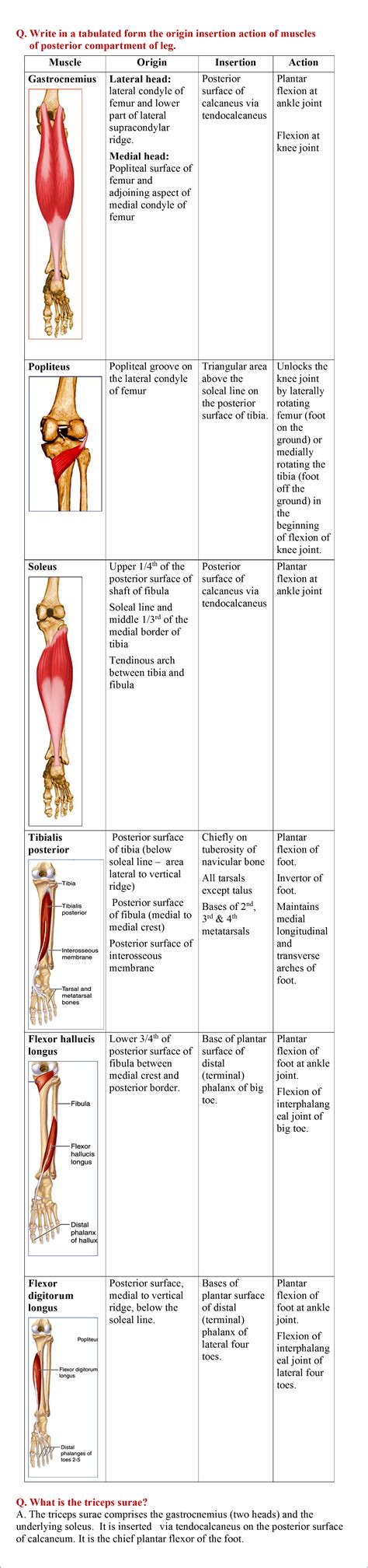 Leg muscles anatomy anterior of the posterior thigh quiz by for. Leg - Anterior, Lateral and Posterior Compartments ...