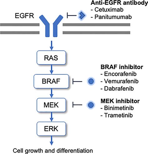 Frontiers Management Of Braf Gene Alterations In Metastatic