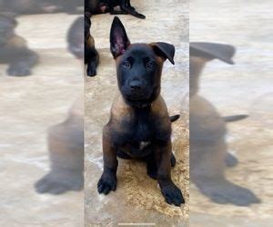 Belgian malinois puppies for sale. Belgian Malinois Puppy for sale in MISSION, TX, USA ...