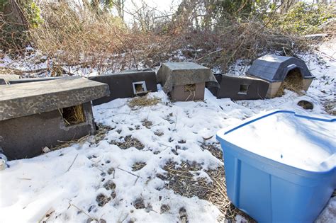 Winter Shelters Laurel Cats