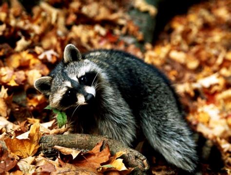 Autumn Forest Animals Amazing Wallpapers