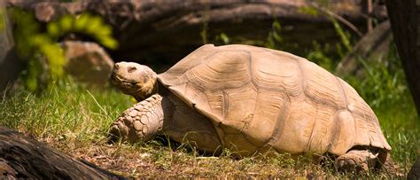 Tortoise Maryland Zoo Baltimore Shawn Cool Flickr