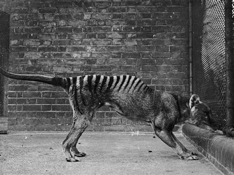 The Tasmanian Tiger May Not Be Extinct Mysterious Sightings Suggest Hd