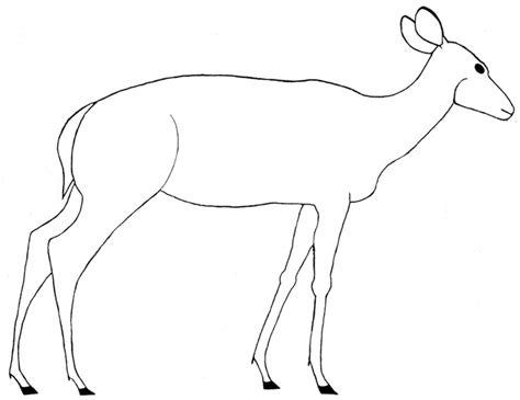 Simple Deer Drawing At Getdrawings Free Download