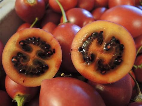 How To Grow Tamarillo Or Tree Tomato Gardendrum