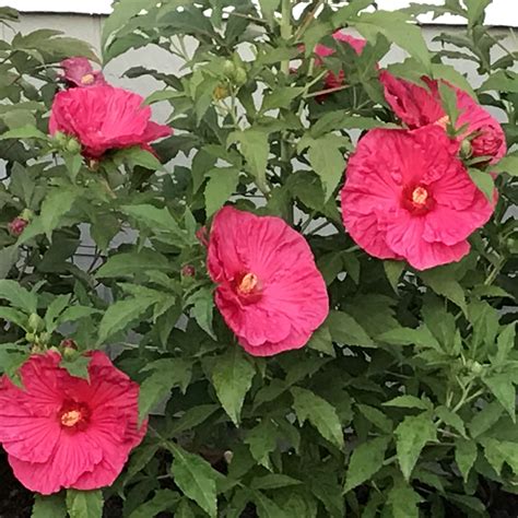 Dinner Plate Hibiscus So Beautiful Hibiscus Plants Flowers