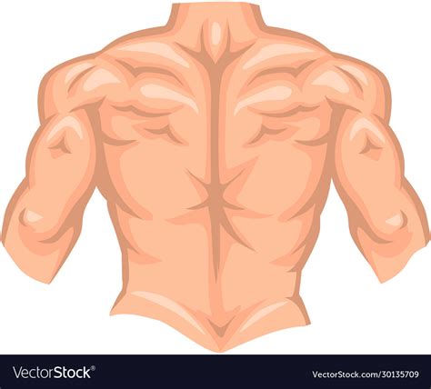 Naked Back Bodybuilder Male With Muscle Royalty Free Vector
