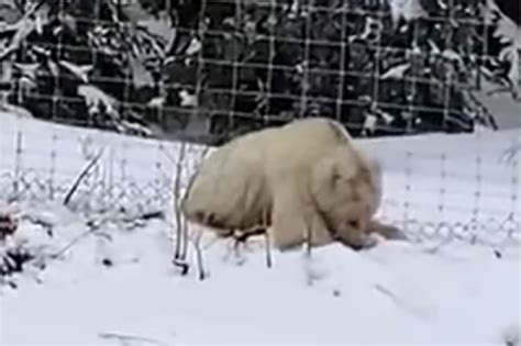 Rare White Grizzly Bear Spotted In The Canadian Rockies