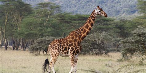Fascinating Facts About Africas Endangered Animals Gvi Uk