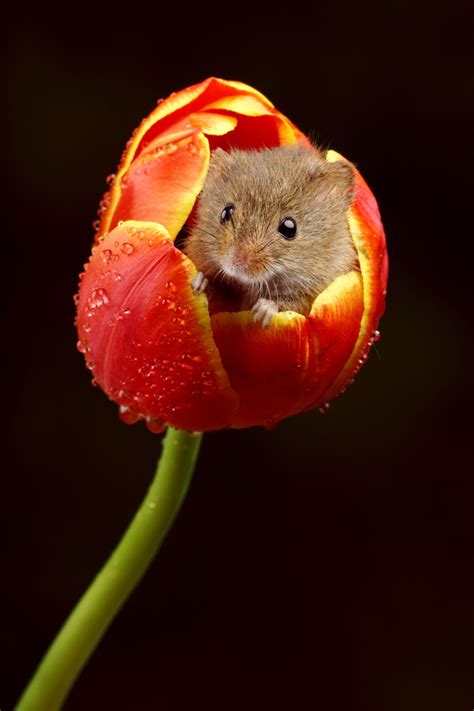 Photographer Captures Adorable Pictures Of Harvest Mice Curling Up In