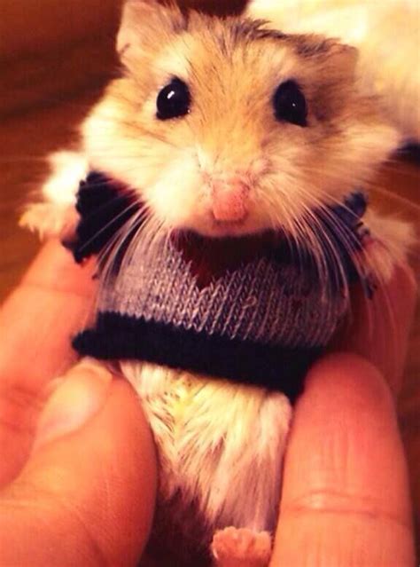 Hamster In A Sweater Freaking Adorable Cute Hamsters Cute Baby