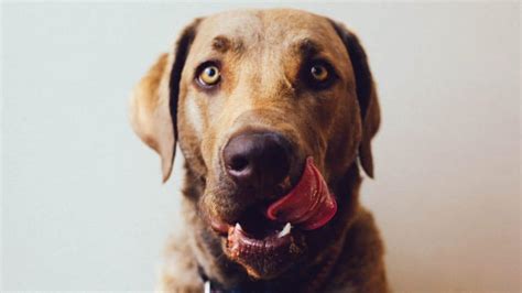 Why Do Dogs Smack Their Lips 9 Reasons For The Behaviour