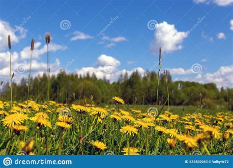 Field Of Dandelionsblue Sky And Sun Stock Image Image Of Nonurban