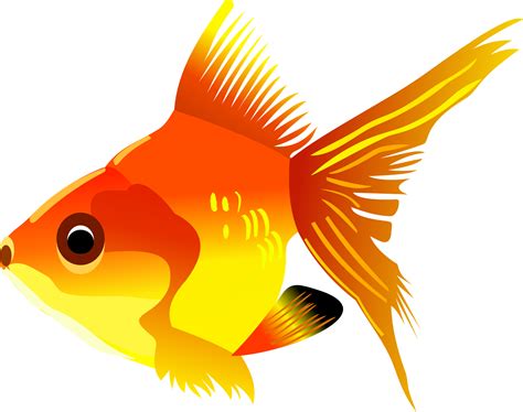 Fishing Fish As Food Fish Png Png Download 27001504 Free