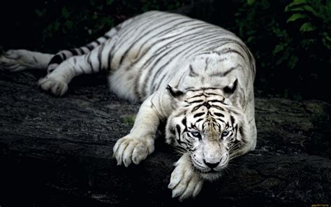 Download 53 Wallpaper White Tiger Gratis Postsid