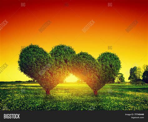 Heart Shape Trees Image And Photo Free Trial Bigstock