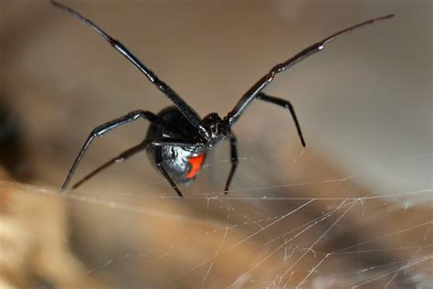 False Widow Spider Bite Rash False Widow Death Was A Tragedy But It