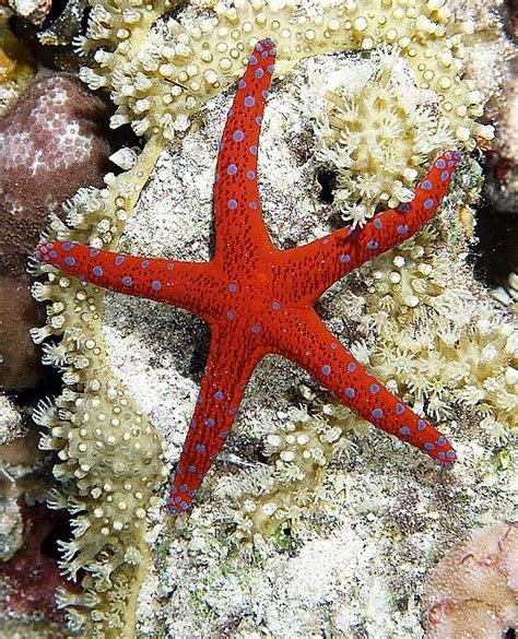 Seastar Beautiful Sea Creatures Starfish Sea Creatures