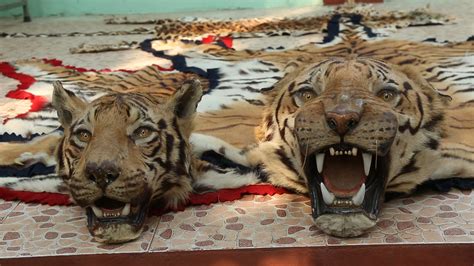 Black cat in the dream: Illegal Tiger Trade: Why Tigers Are Walking Gold ...