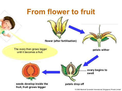 After fertilization, the petals of the flower fall off and the ovary containing the seeds forms a fruit. Plant reproduction with qn