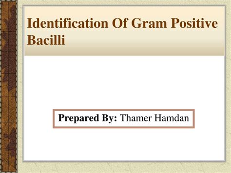 Ppt Identification Of Gram Positive Bacilli Powerpoint Presentation Free Download Id2130365
