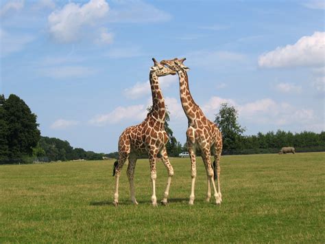 Free Giraffe Love Stock Photo