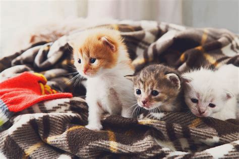 If you own a female cat, and you don't plan to use it for reproducing, it is recommended to get your cat. Is Adopting a Free Kitten a Good Idea? | Hill's Pet