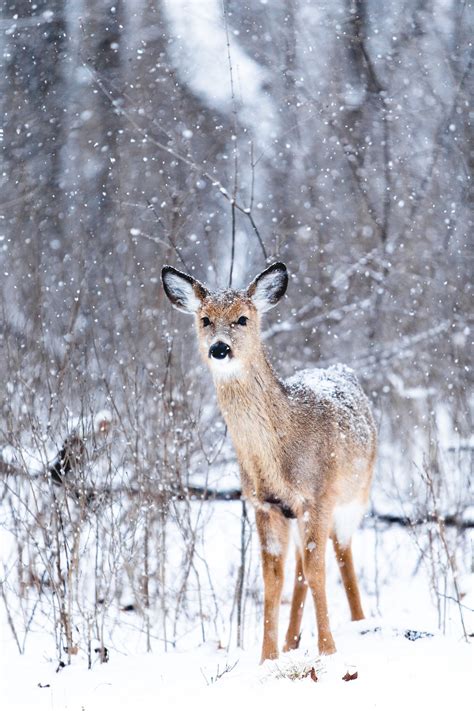 Free Images Snow Winter Animal Wildlife Mammal Fauna Doe