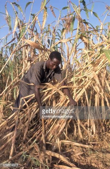 Agriculture Burkina Faso Silmiougou Village Harvesting Sorghum