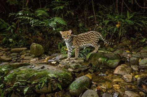 Picture Of An Ocelot In Manú National Park Peru Parc National