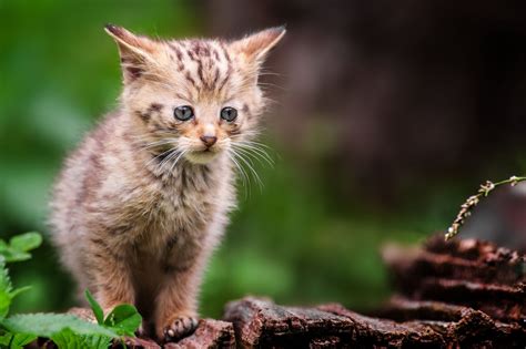 Forest Wild Gray Kitten Baby Cat Wallpapers Hd Desktop And