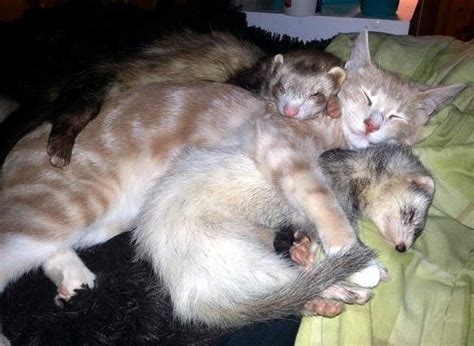 Kitty Grew Up With Ferrets Love Meow