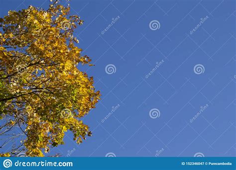 Autumn Leaves Tree With The Blue Sky Background Stock Image Image Of