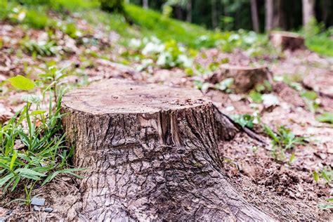 How To Remove A Tree Stump Without A Grinder Removing Tree Stumps