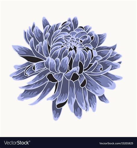 Chrysanthemum Flower Royalty Free Vector Flower Art Images