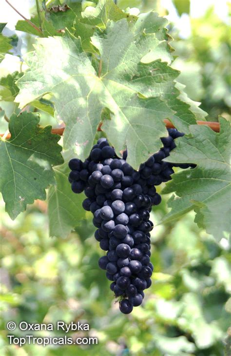 Vitis Vinifera Wine Grape