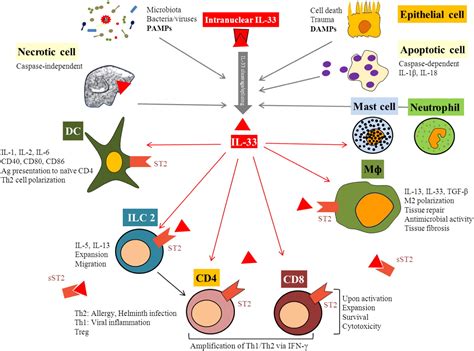 The Dynamic Role Of The Il 33st2 Axis In Chronic Viral Infections