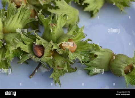 Hazelnut Farm High Resolution Stock Photography And Images Alamy