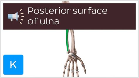 Posterior Surface Of Ulna Anatomical Terms Pronunciation By Kenhub
